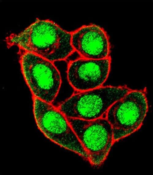 Polyclonal Rabbit anti-Human EMA / MUC1 Antibody (phospho-Thr1224, IF)