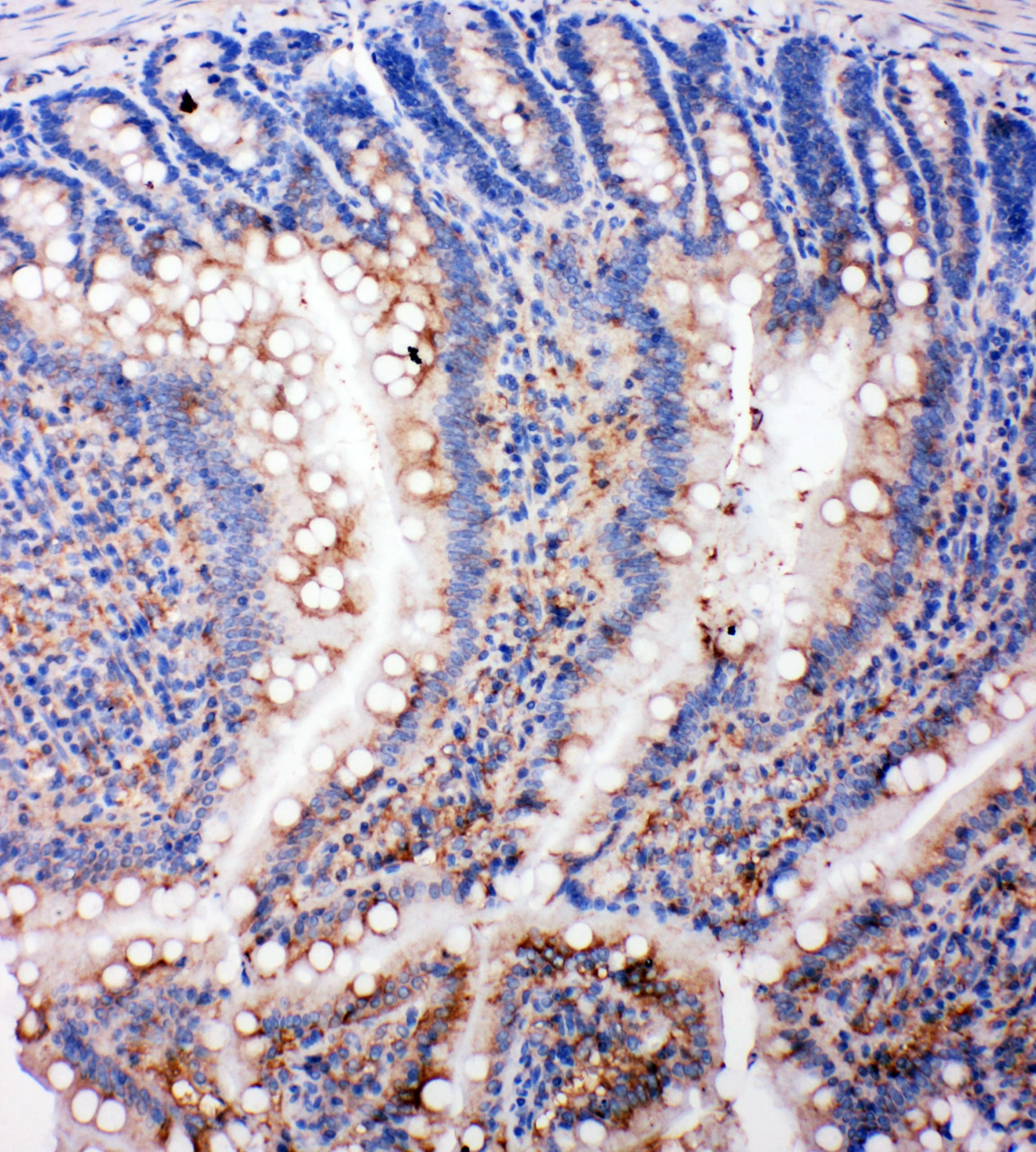 SMAD5 Antibody (aa248-267)