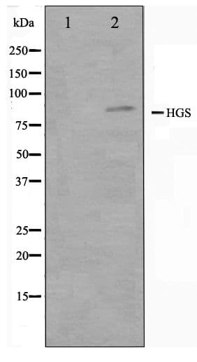 HRS / HGS Antibody