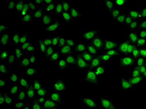 SND1 Antibody