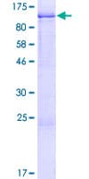 Human MUC20 Protein (Recombinant GST)