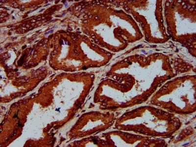 ELP4 Antibody