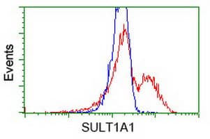 SULT1A1 / Sulfotransferase 1A1 Antibody (clone OTI9D10)