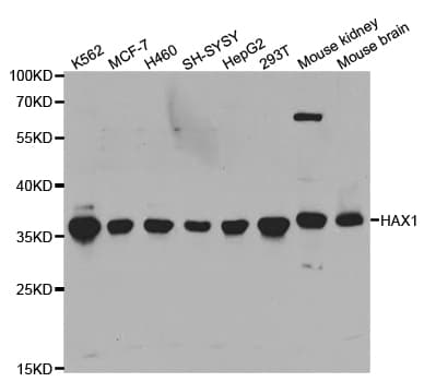 HAX-1 Antibody