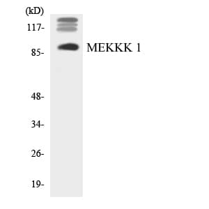 MAP4K1 / HPK1 Antibody (aa348-397)