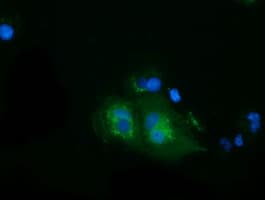 Monoclonal Mouse anti-Human HSPA6 / HSP70B' Antibody (clone OTI1E11, IF, WB)