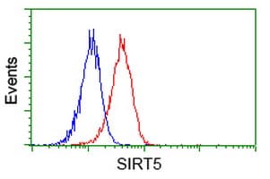 SIRT5 / Sirtuin 5 Antibody (clone OTI 1G9)