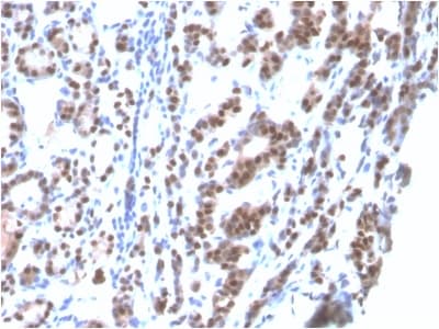 NKX2-1 / Thyroid-Specific TF Antibody (clone rNX2.1/690, Azide-free, Carrier-free)