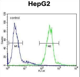 CTSH / Cathepsin H Antibody (aa25-54)