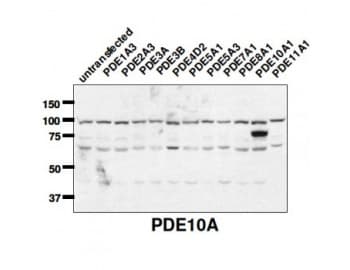 PDE10A Antibody (C-Terminus)