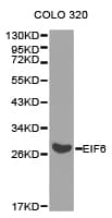 EIF6 Antibody
