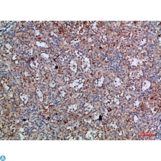 HFE Antibody