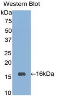 SIGLEC7 / CD328 Antibody (aa381-467, FITC)