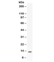 BLC / CXCL13 Antibody