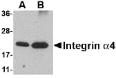 ITGA4 / VLA-4 / CD49d Antibody