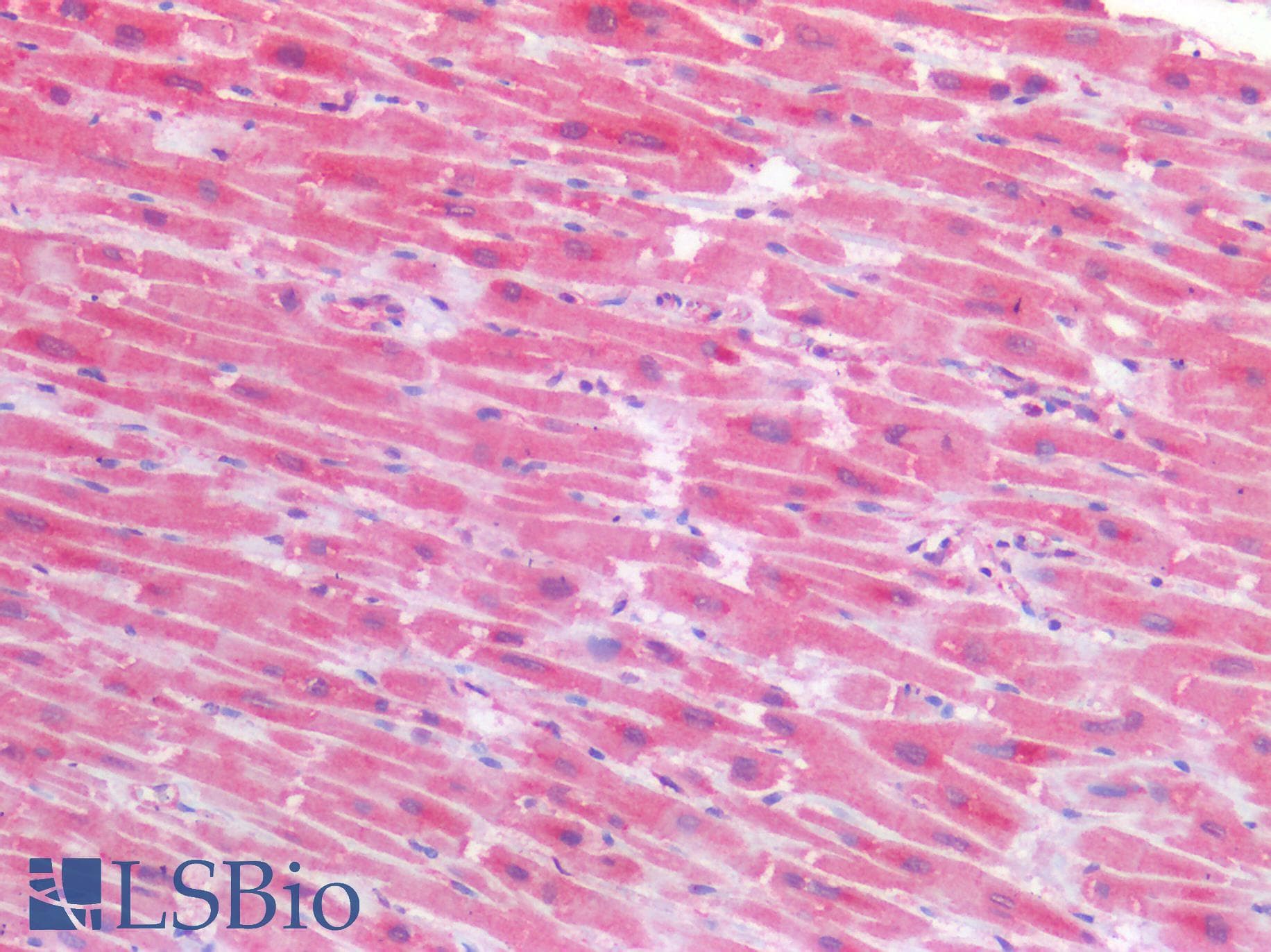 PathPlus™ TIMP2 Antibody (clone F27P3A4)