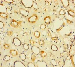 Polyclonal Rabbit anti-Human NIP7 Antibody (aa1-180)
