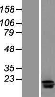 IL17F Protein (Over-Expression Lysate Myc-DDK (Flag))