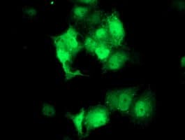 STAT4 Antibody (clone OTI2B4)