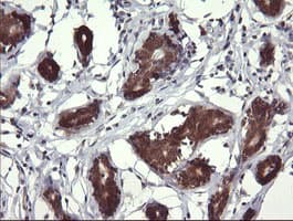 MAP2K3 / MEK3 / MKK3 Antibody (clone OTI5D7)