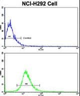 Polyclonal Rabbit anti-Human Dermatopontin / DPT Antibody (aa102-128, IHC, IF, WB)