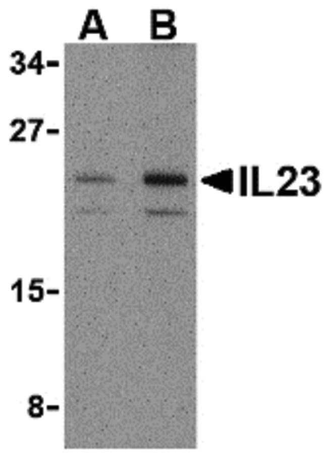 PathPlus™ IL23A / IL-23 p19 Antibody