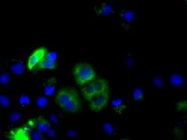CYP1A2 Antibody (clone OTI8F1)