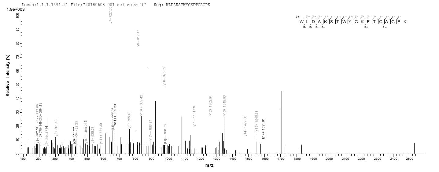Pollen allergen Lol p 1 - Lolium perenne (Perennial ryegrass) Protein (Recombinant 10His, N-terminus + Myc, C-terminus)