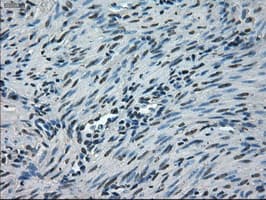 NEK6 Antibody (clone OTI2H7)