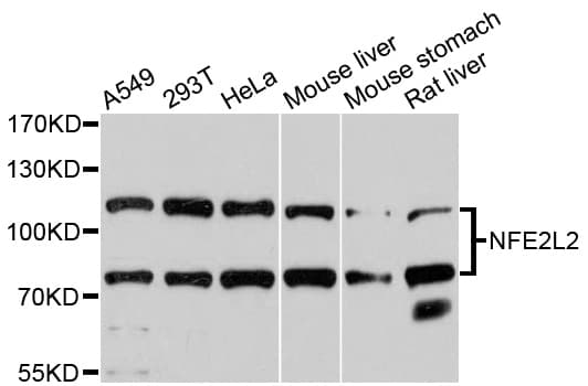 NFE2L2 / NRF2 Antibody
