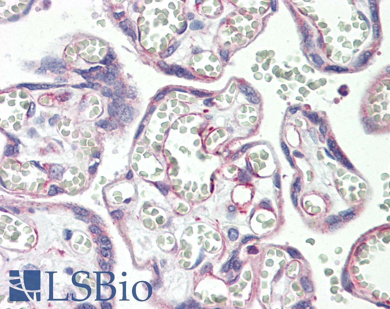 IHC-plus™ PSG3 Antibody (aa22-50)