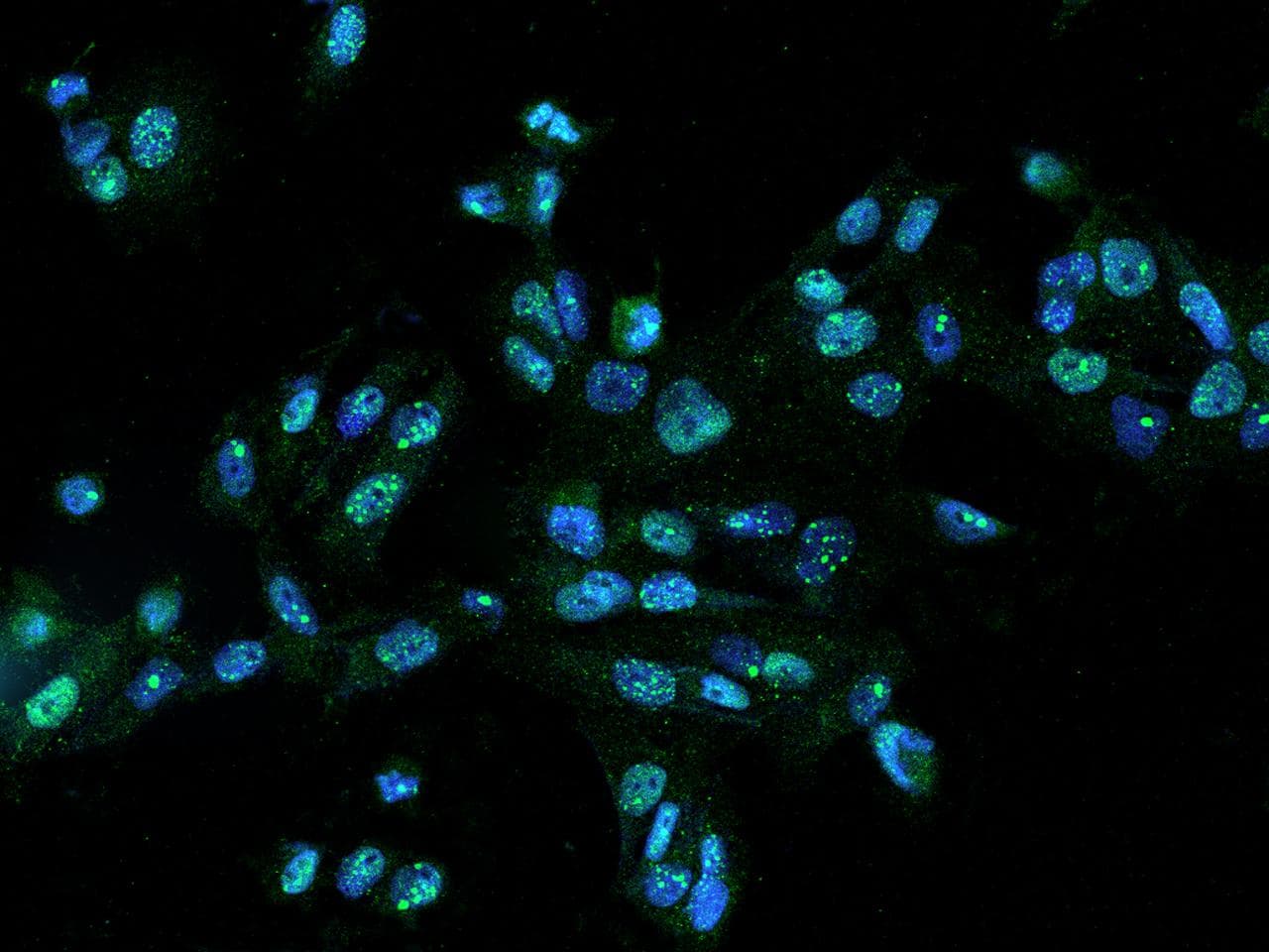 Polyclonal Rabbit anti-Human C13orf34 / BORA Antibody (IHC, IF)