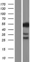 CSF1 / MCSF Protein (Over-Expression Lysate Myc-DDK (Flag))