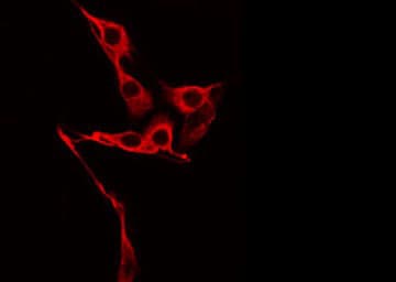 FGFBP2 Antibody