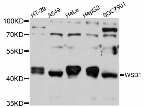 Polyclonal Rabbit anti-Human WSB1 Antibody (WB)