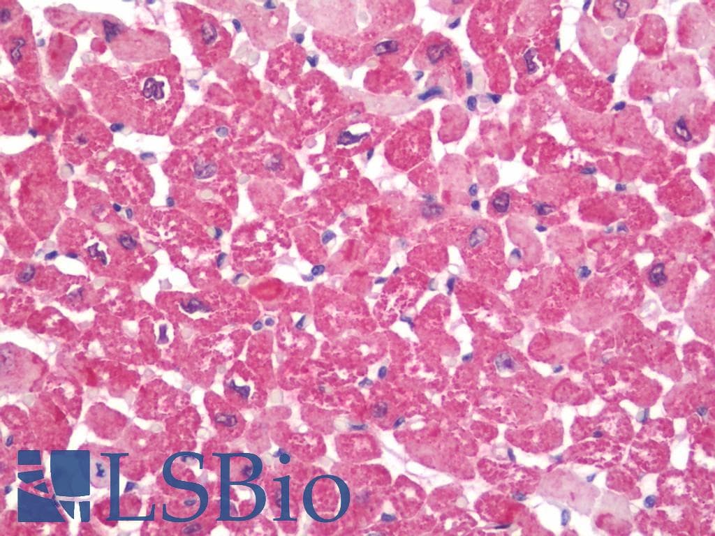 IHC-plus™ FBXL13 Antibody (aa683-710)