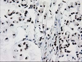 FKBPL Antibody (clone OTI2D8)