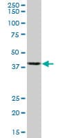 Monoclonal Mouse anti-Human ACTB / Beta Actin Antibody (clone 3G4-F9, WB)