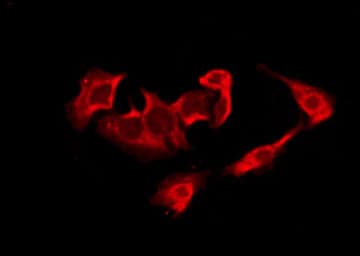 CDK5R2 Antibody