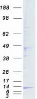 Human COX6A1 Protein (Recombinant Myc-DDK (Flag))
