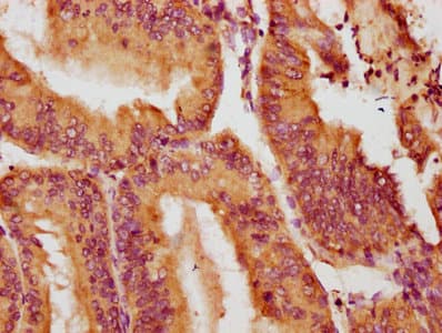 NOX1 Antibody