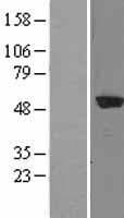 COPS2 / TRIP15 / ALIEN Protein (Over-Expression Lysate Myc-DDK (Flag))