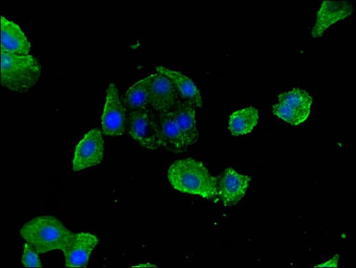 LYVE1 Antibody (aa20-238)