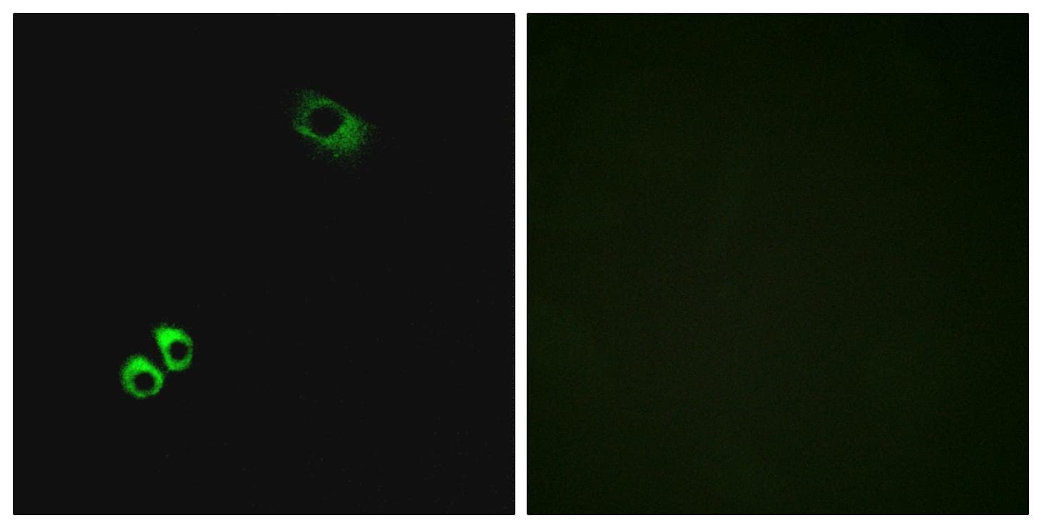GPRC6A Antibody