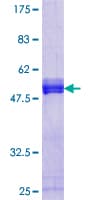 Human DBNDD1 Protein (Recombinant GST)