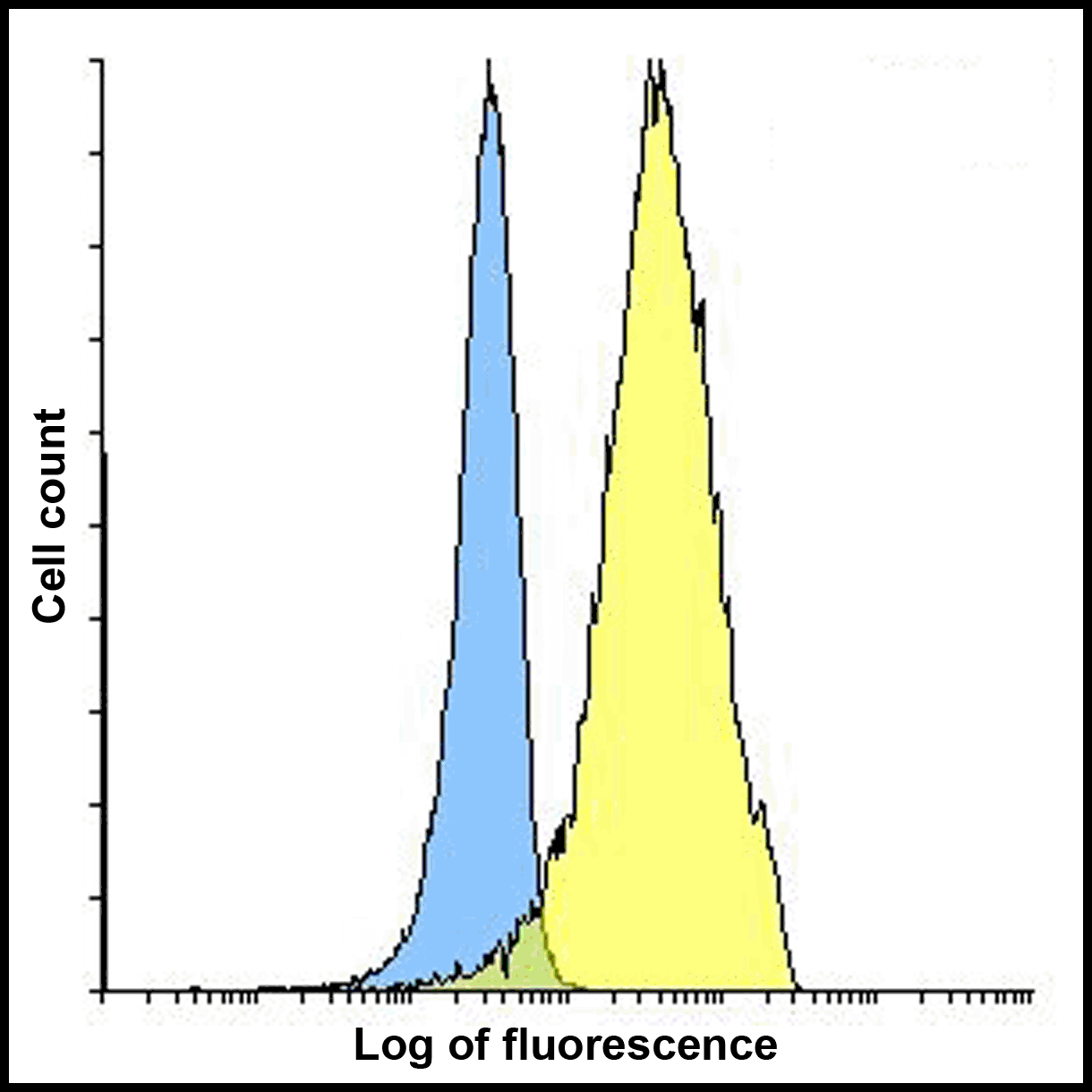 IHC-plus™ PD-L2 / PDCD1LG2 / CD273 Antibody (clone 4E10)