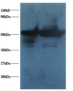 ENO1 / Alpha Enolase Antibody (FITC)