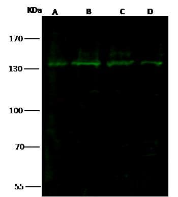 SIRT1 / Sirtuin 1 Antibody (Preservative Free)