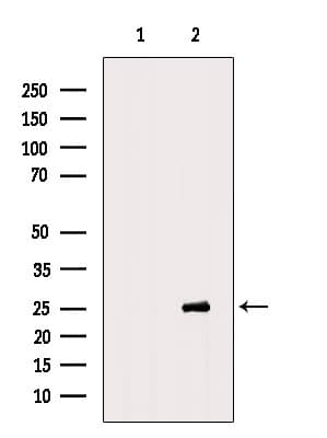 CDC26 Antibody