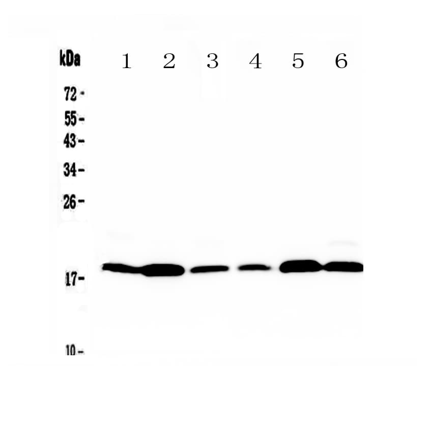 MED9 Antibody